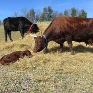 Devon Cattle for Sale