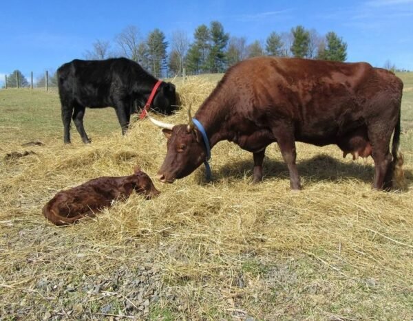 2f010d68b39dd84e23922c17e197fc8f-copy-1.jpg Devon Cattle for Sale