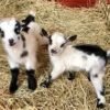 3-1.jpg Nigerian Dwarf Goats for Sale