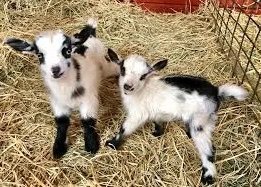3-1.jpg Nigerian Dwarf Goats for Sale