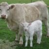 Charolais cattle for sale