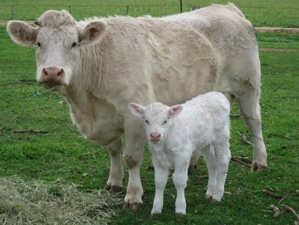 Charolais cattle for sale