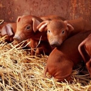 Duroc Pigs for Sale