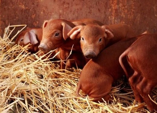 Duroc Pigs for Sale