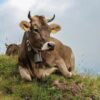 3c3da25e6109cad4e3e84130baca8f5c-copy-1.jpg Brown Swiss Cows For Sale