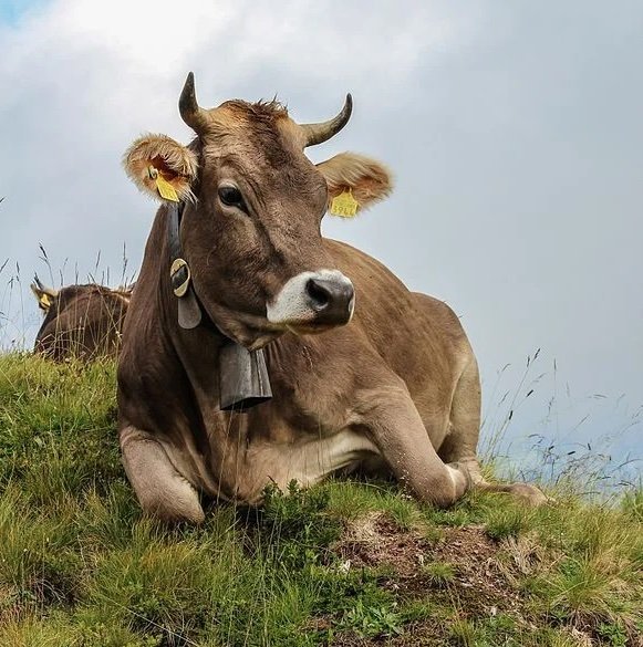 3c3da25e6109cad4e3e84130baca8f5c-copy-1.jpg Brown Swiss Cows For Sale