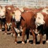 Hereford Cattle for Sale