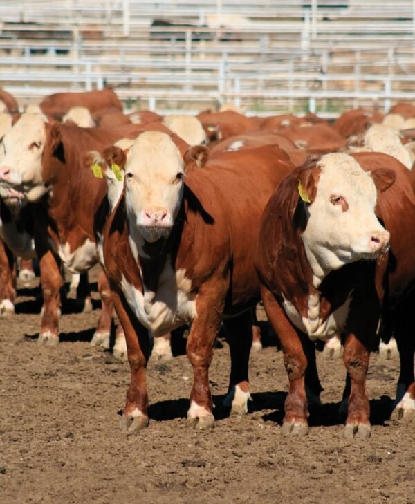 494a62695f39f4ff8946a4da7fa1a8ca-copy-1.jpg Hereford Cattle for Sale