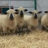 497153266f86a19829a17e196bc61e7e-600x399-1-copy-1.jpg Hampshire Sheep for Sale