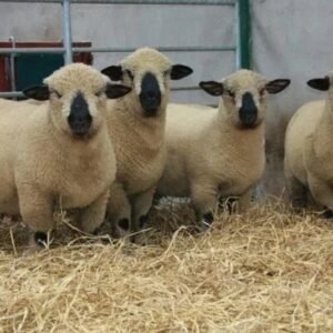 Hampshire Sheep for Sale