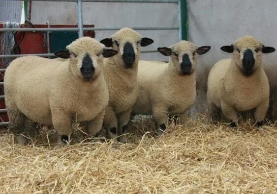 497153266f86a19829a17e196bc61e7e-600x399-1-copy-1.jpg Hampshire Sheep for Sale