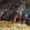 Berkshire Pigs for Sale