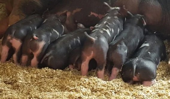 Berkshire Pigs for Sale