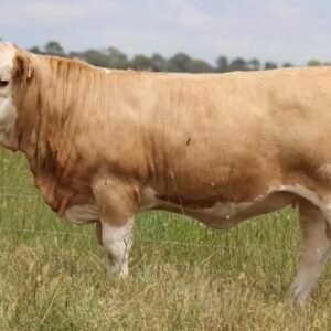 Simmental Cattle for Sale