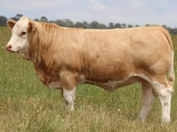 Simmental Cattle for Sale