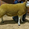 6f0334f4-c460-11ed-8d58-0210609a3fe2-1.webp Texel Sheep for Sale