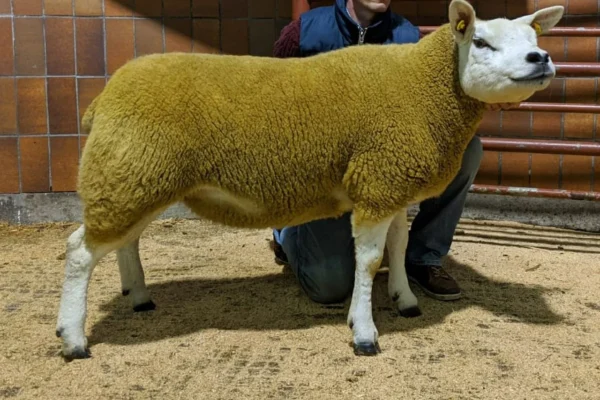 6f0334f4-c460-11ed-8d58-0210609a3fe2-1.webp Texel Sheep for Sale
