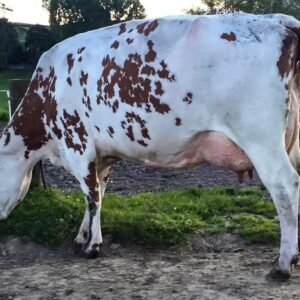 Ayrshire Cows for Sale