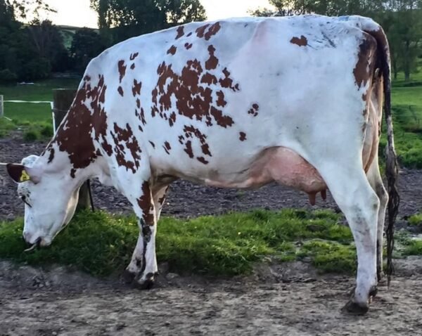 Ayrshire Cows for Sale