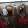 776b10329ee0776951076f4664617dac-600x800-1-copy-1.jpg Brown Swiss Cows For Sale