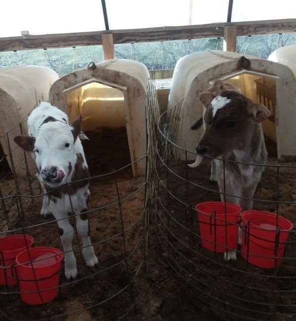 776b10329ee0776951076f4664617dac-600x800-1-copy-1.jpg Brown Swiss Cows For Sale