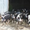 Berkshire Pigs for Sale