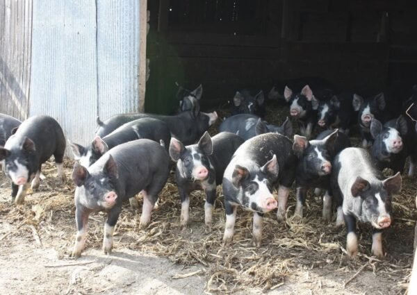 Berkshire Pigs for Sale