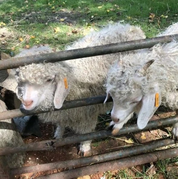 7e4eefe81f2e738f79098ff826d67719-600x600-1-copy-1.jpg Angora goats for sale