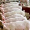 Landrace Pigs for sale