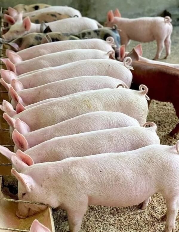 Landrace Pigs for sale