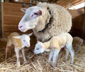 East Friesian Sheep for Sale
