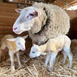 East Friesian Sheep for Sale