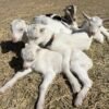8e44df458c4a3ab7586227b0b0aafeb6-copy-1.jpg Saanen Goats for Sale
