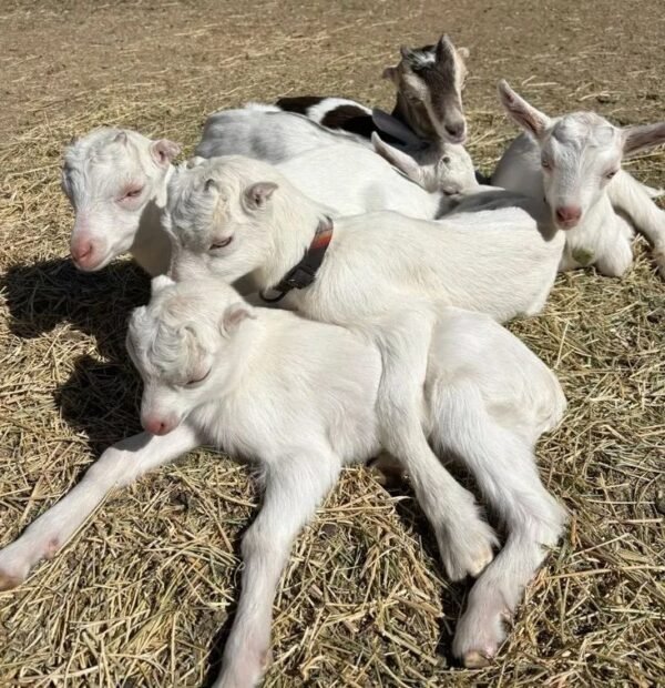 8e44df458c4a3ab7586227b0b0aafeb6-copy-1.jpg Saanen Goats for Sale