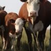 90f952fe3464958cfb00e9e6f60a8f00-copy-1.jpg Hereford Cattle for Sale