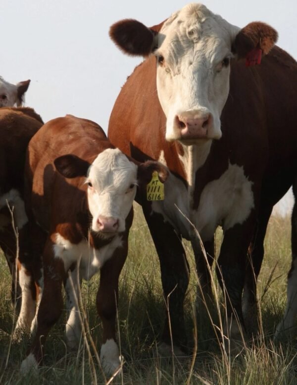 90f952fe3464958cfb00e9e6f60a8f00-copy-1.jpg Hereford Cattle for Sale