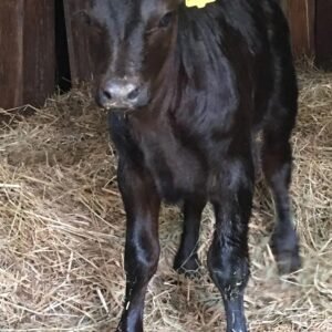 Angus Calves for Sale