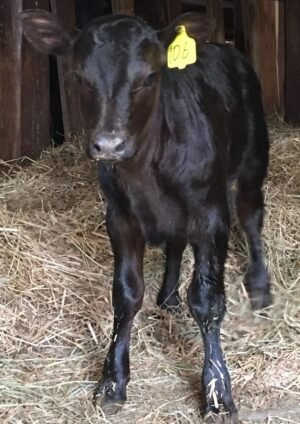 9313bb65694fa0543439277235d762ae-copy-1.jpg Angus Calves for Sale