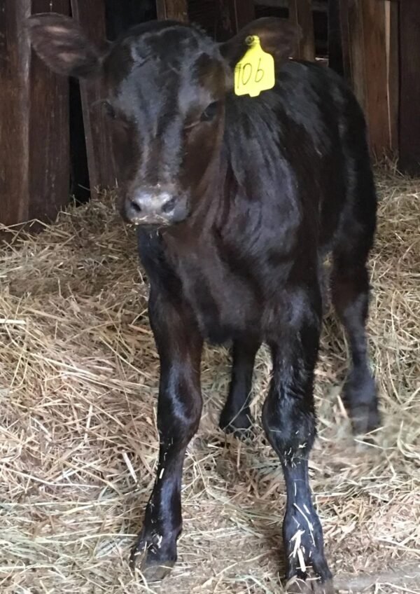 9313bb65694fa0543439277235d762ae-copy-1.jpg Angus Calves for Sale