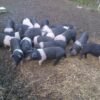 9df9d9cfb07d74fe43385f1180d78827-600x450-1-copy-1.jpg Hampshire Pigs For Sale