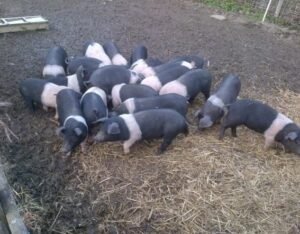 Hampshire Pigs For Sale