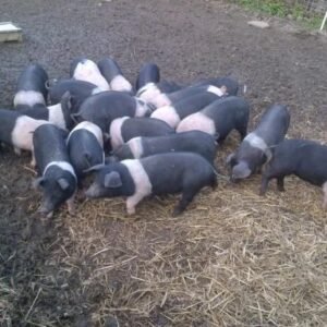 Hampshire Pigs For Sale