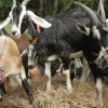 Alpine Goats for Sale