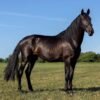 Andalusian Horse for sale