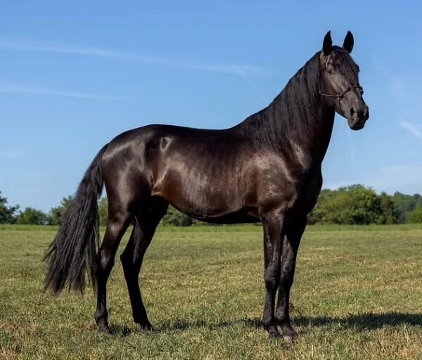 Andalusian Horse for sale