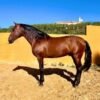 Andalusian Horse for sale