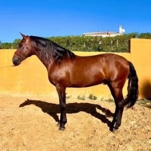 Andalusian Horse for sale