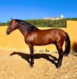 Andalusian-Horse-for-salee-copy-1.jpg Andalusian Horse for sale