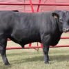 Angus Cattle for Sale