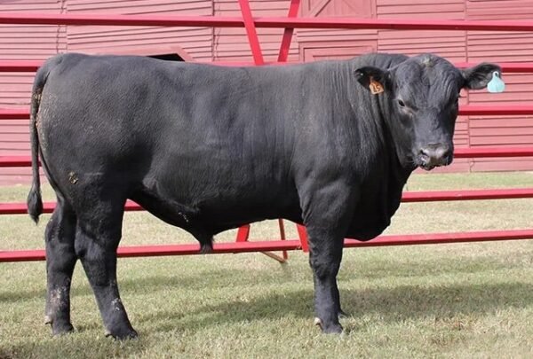 Angus Cattle for Sale